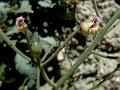 Fern-Leaf Figwort